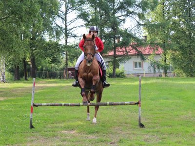 Obrázek 98278 