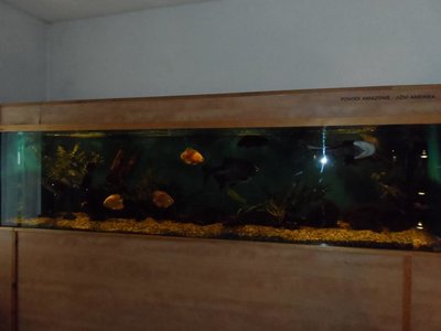 Obrázek 98080 