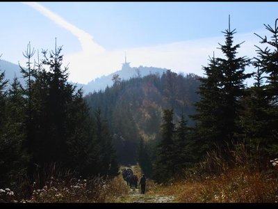 Obrázek 117096 