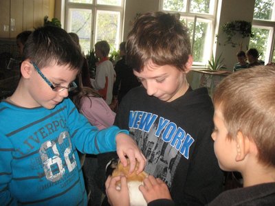Obrázek 97885 