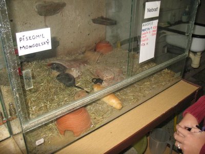 Obrázek 97893 