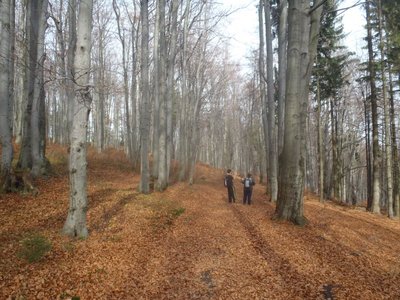 Obrázek 95884 