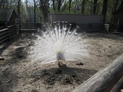 Obrázek 89729 