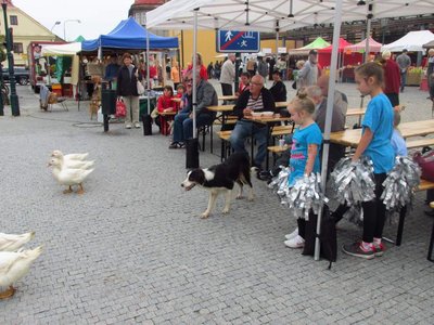 Obrázek 85363 