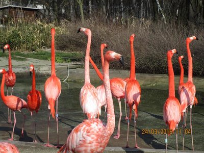 Družina v ZOO