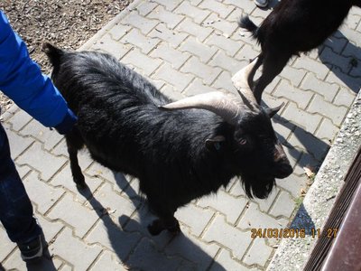 Obrázek 70645 