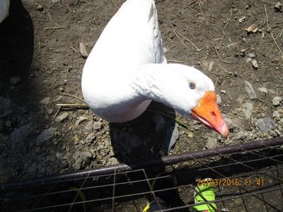 Obrázek 70657 