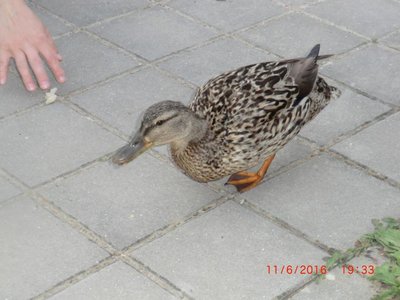 Obrázek 67449 
