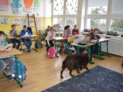 Vodící pes ve škole