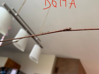 Obrázek 138960 