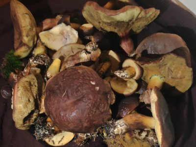 Obrázek 150730 