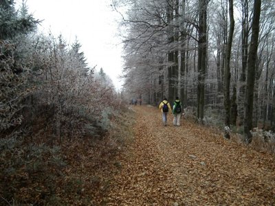Obrázek 113767 