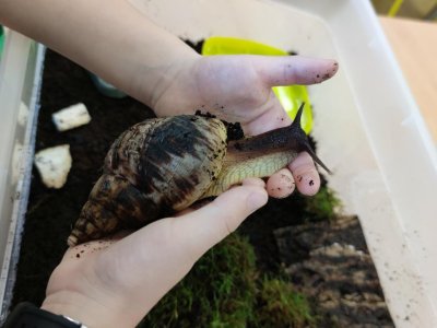 I oblovky o Vánocích přiberou