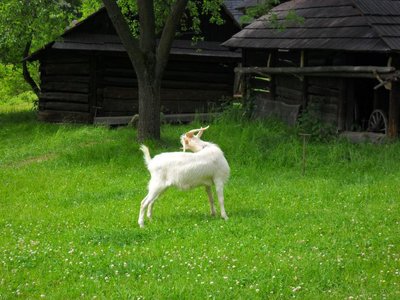 Obrázek 108940 