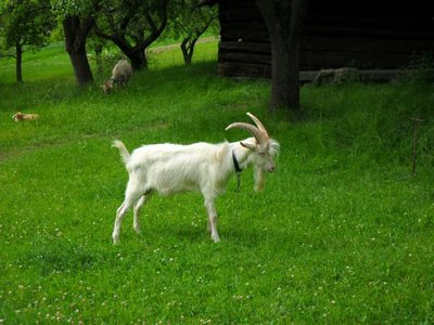 Obrázek 108941 