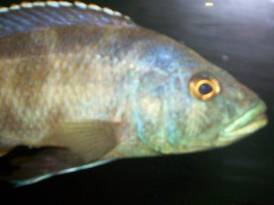 Obrázek 108077 