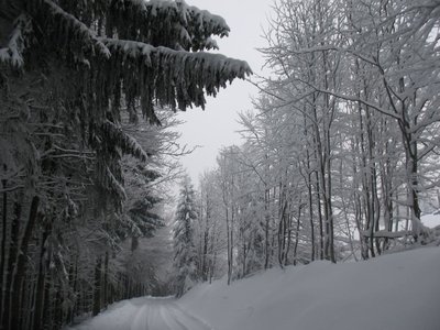 Obrázek 102733 