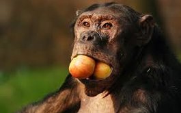 Titulní obrázek k příspěvku Družina v ZOO