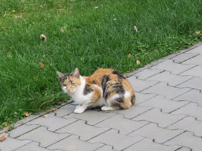 Obrázek 5307 