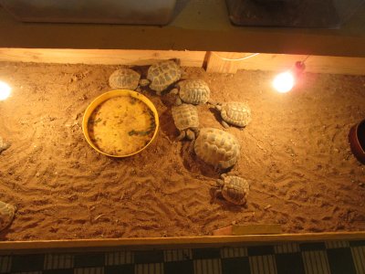 Obrázek 6328 