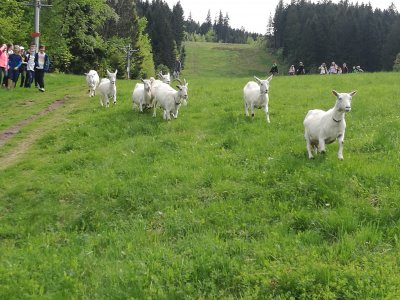 Obrázek 6910 