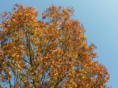 Obrázek 8071 