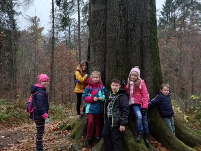 Obrázek 12958 