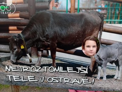 Obrázek 26907 