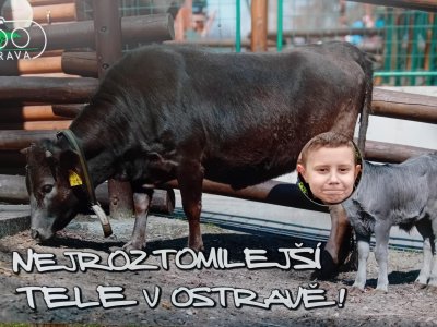 Obrázek 26914 