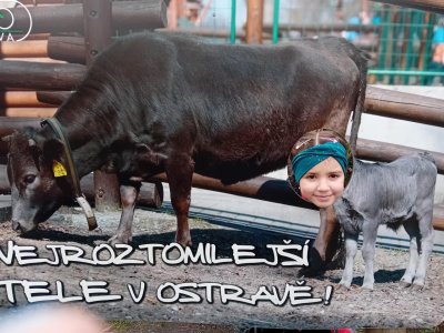 Obrázek 26912 