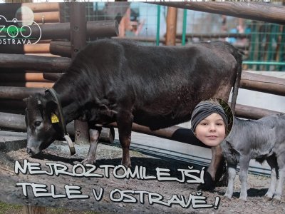 Obrázek 26913 