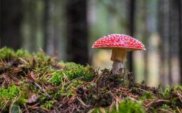 Titulní obrázek k příspěvku 29. 9. - 3. 10. 2025