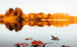 Titulní obrázek k příspěvku 29.9. - 31.10.2025