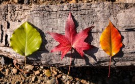 Titulní obrázek k příspěvku 3. - 7. listopadu