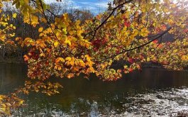 Titulní obrázek k příspěvku INFORMACE 18.11. - 21.11.