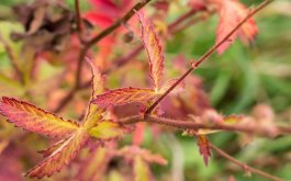 Titulní obrázek k příspěvku INFORMACE 24.11. - 28.11.