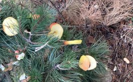 Titulní obrázek k příspěvku Vánoční dárek od našich prvňáčků