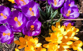 Titulní obrázek k příspěvku 9. února - 13. února