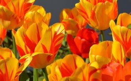 Titulní obrázek k příspěvku INFROMACE 30.3. - 1.4.