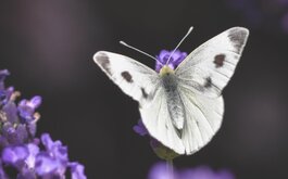 Titulní obrázek k příspěvku INFOMACE 24.5. - 29.5.