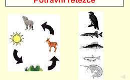 Titulní obrázek k příspěvku POTRAVNÍ ŘETĚZEC