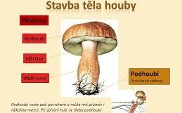 Titulní obrázek k příspěvku PL - HOUBY VYŠŠÍ